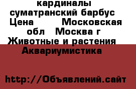 кардиналы, суматранский барбус › Цена ­ 25 - Московская обл., Москва г. Животные и растения » Аквариумистика   